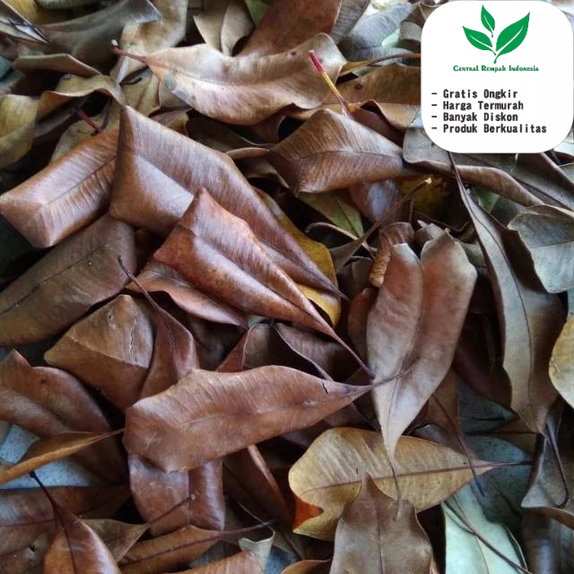 

Daun Cengkeh Kering 100 GR Kualitas Premium untuk minuman dan masakan herbal