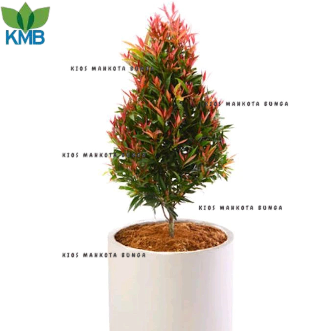 Tanaman pucuk merah outdoor ukuran 1m / TANAMAN HIAS PUCUK MERAH TINGGI 1 METER