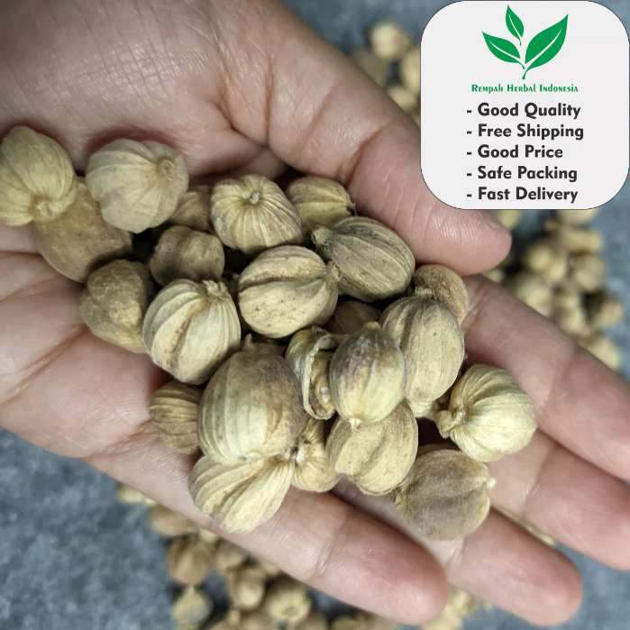 

1 Kg Kapulaga Kering / kapulaga jawa / Kapulaga Lokal Organik Berkualitas