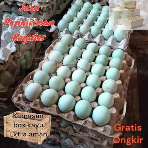

Telur bebek mentah Langsung dari kandang gratis kemasan BOX aman