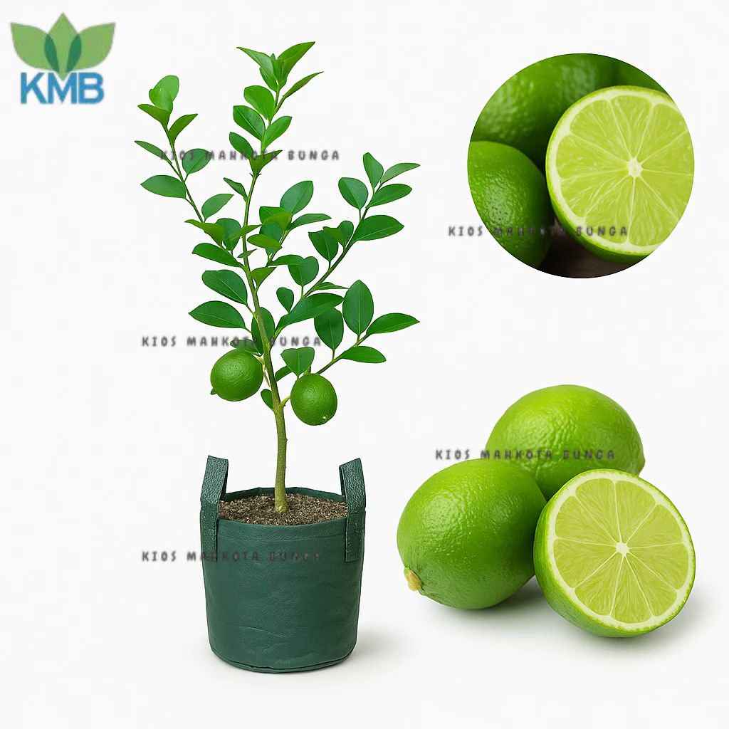 Bibit Jeruk Nipis Pohon Jeruk Nipis / Jeruk NIpis Peras Murni