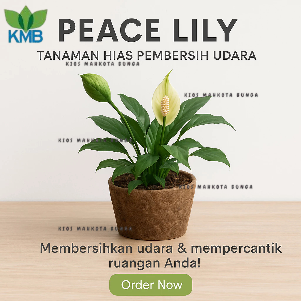 Tanaman Peace Lily Indoor Hidup - Tanaman Hias Peace lily