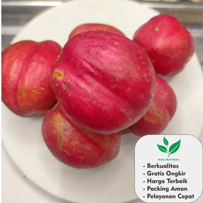 

Buah Mahkota Dewa / Simalakama Segar 1 Kg