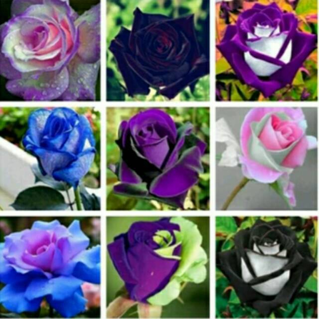 Benih Bunga Mawar Langka Rare Rose Mix 10 Biji Bibit Mawar Benih Mawar Bibit Murah Biji Bunga