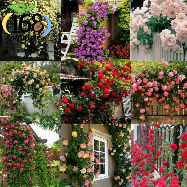 Biji Bunga Mawar Rambat Thailand 9 Warna Isi 10 Biji Bunga Mawar Benih Mawar Benih Bunga Benih Murah