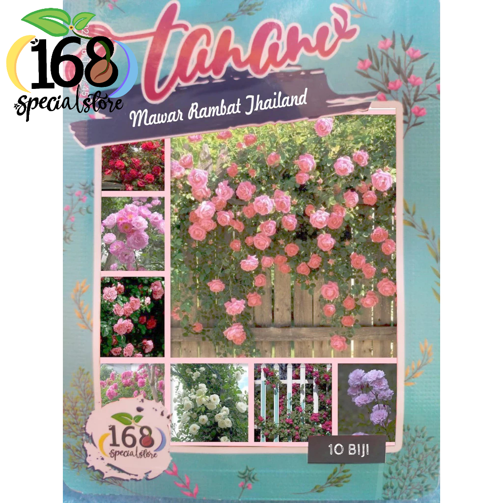 ID BIJI BUNGA MAWAR RAMBAT THAILAND 9 WARNA ISI 10 BIJI BUNGA MAWAR BENIH MAWAR BENIH BUNGA BENIH