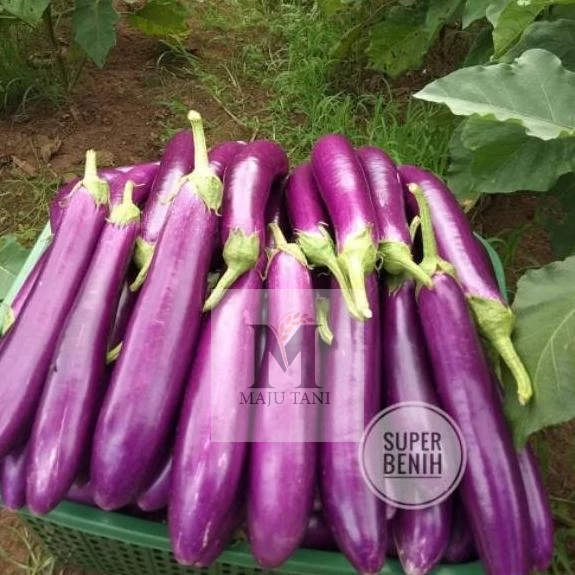 GROSIR 100 BENIH TERONG UNGU ANTABOGA F1