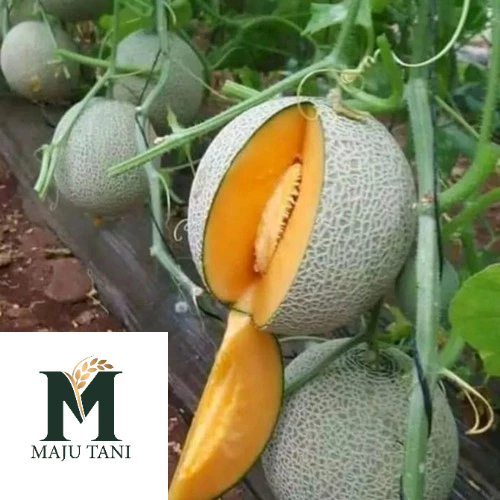 100 Benih Melon Orange Madu Super Manis