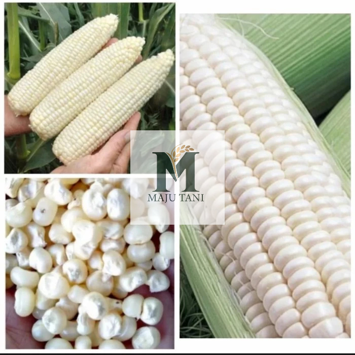 Benih jagung putih ketan 1KG