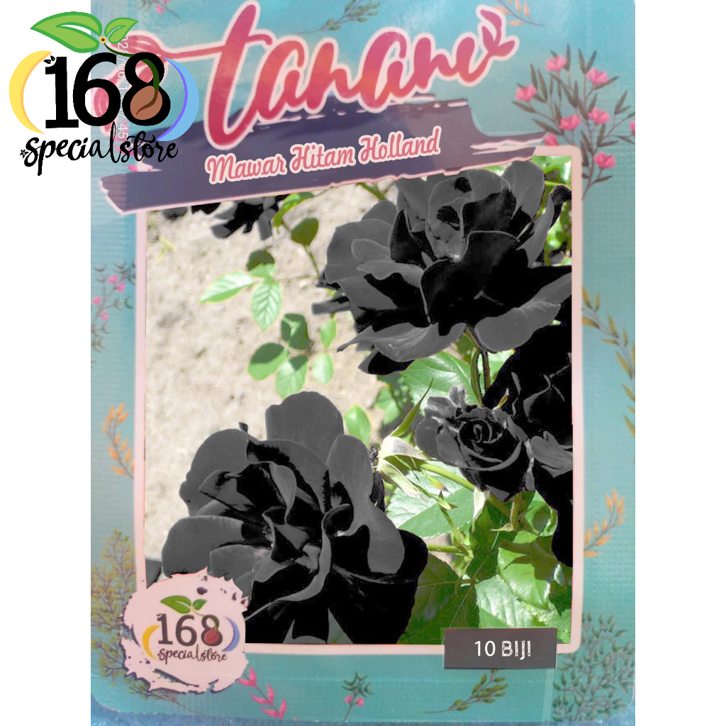 Biji Bunga Mawar Hitam Holland (Isi 10 biji)