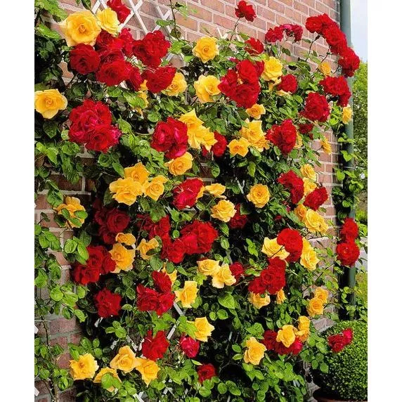 ID BIJI BUNGA MAWAR RAMBAT THAILAND 9 WARNA ISI 10 BIJI BUNGA MAWAR BENIH MAWAR BENIH BUNGA BENIH