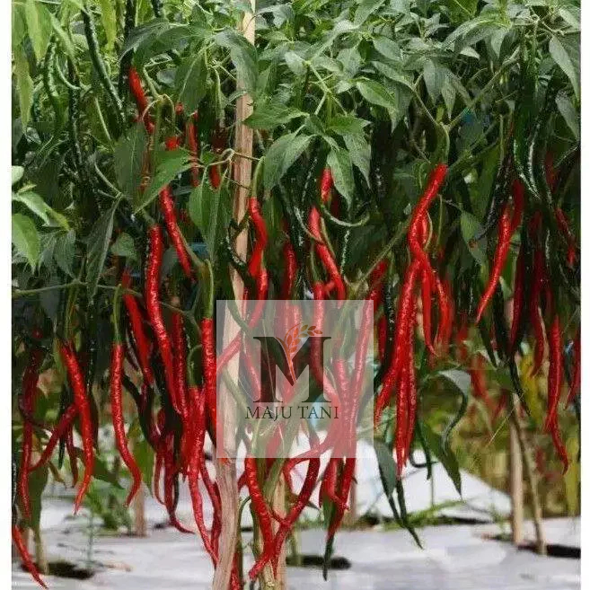 50+Benih Bibit Cabe kriting