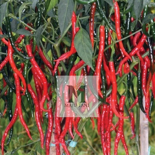 150++Benih-Bibit Cabe Keriting TW Peha94 F-1 (Known You Seed)