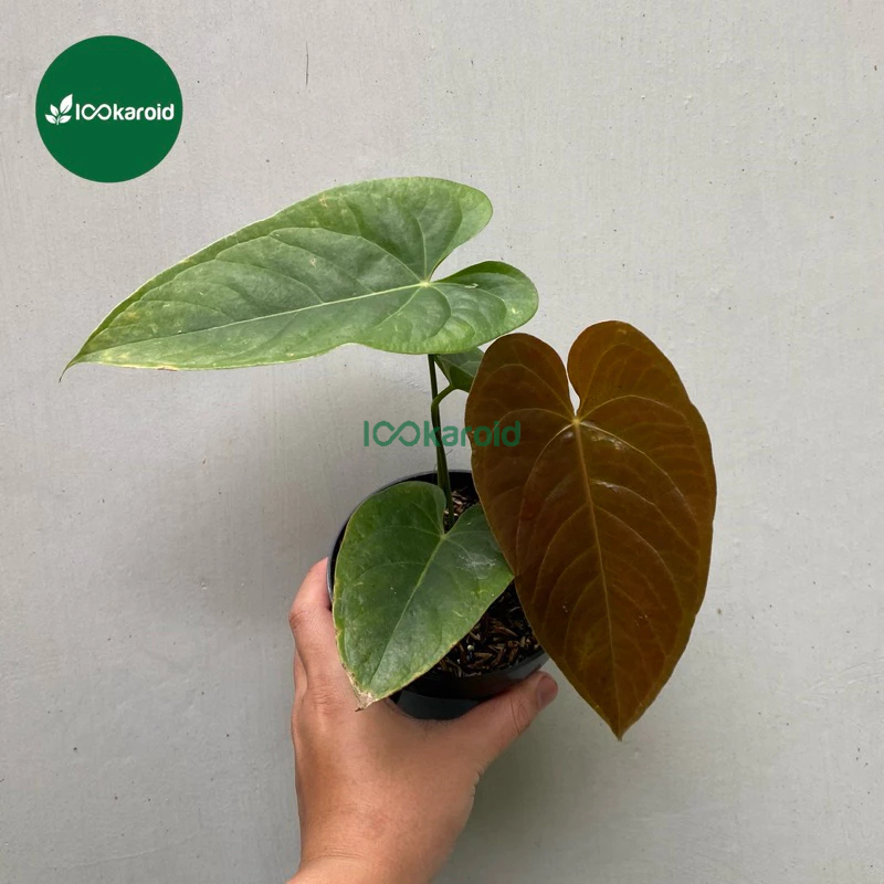 Tanaman Hias Anthurium Modeanum