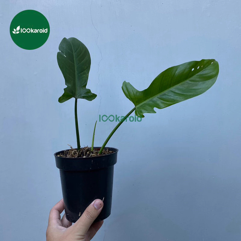 Tanaman Hias Philodendron Equadorian / Philodendron Ecuadorian