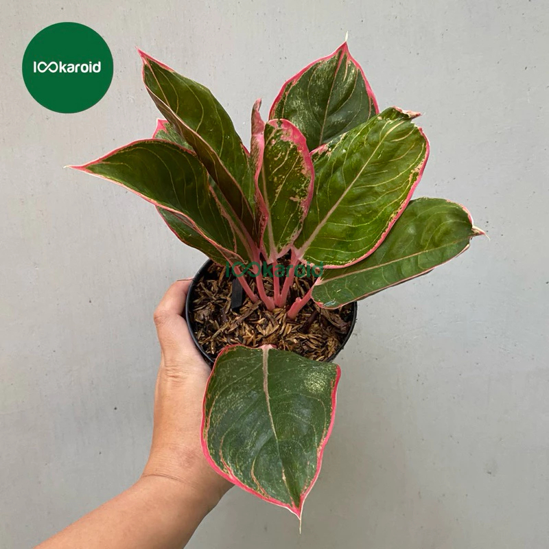 Tanaman Hias Aglonema Lipstik Peterpan / Aglaonema Aglo Lipstik Greg Peterpan