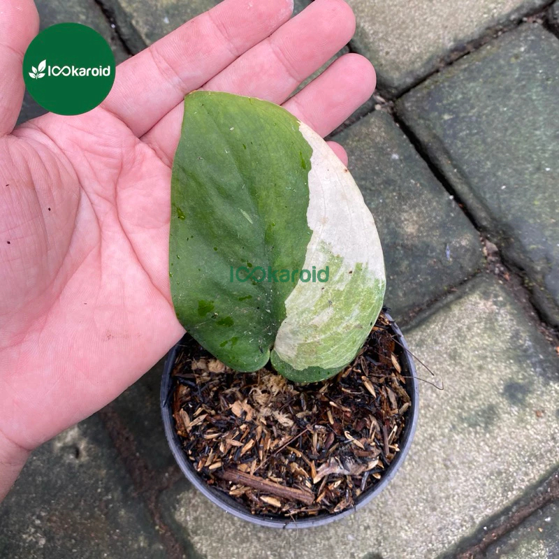 Tanaman Hias Scindapsus Jade Satin Variegata Yellow / Jade Satin Aurea