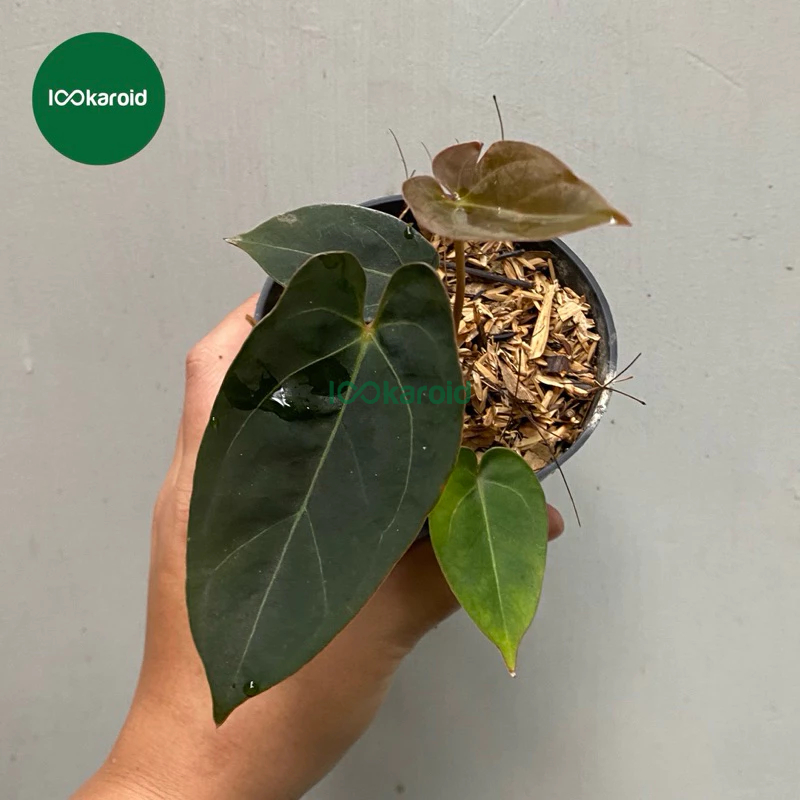 Tanaman Hias Anthurium Papillilaminum / Kuping Gajah Papi Dark Form