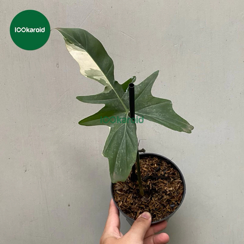 Tanaman Hias Philodendron Dragon Variegata / Philo Dragon Varigata Ekonomis