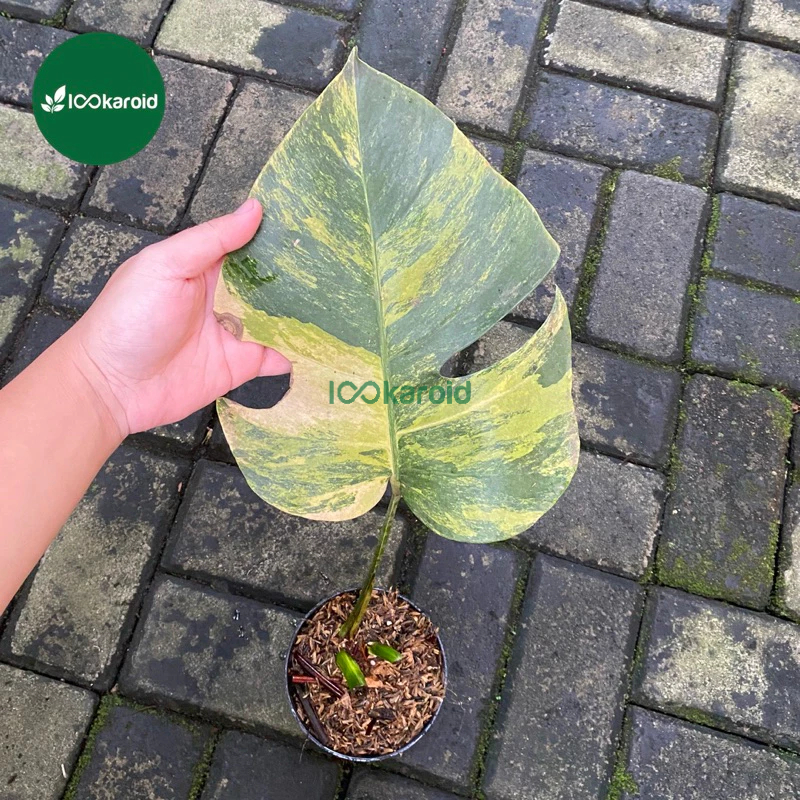 Tanaman Hias Monstera Marmorata / Monstera Marmorata Yellow Variegata