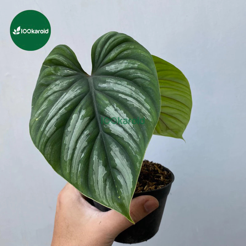 Tanaman Hias Philodendron Plowmanii Black Face / Plowmanii Narrow Form