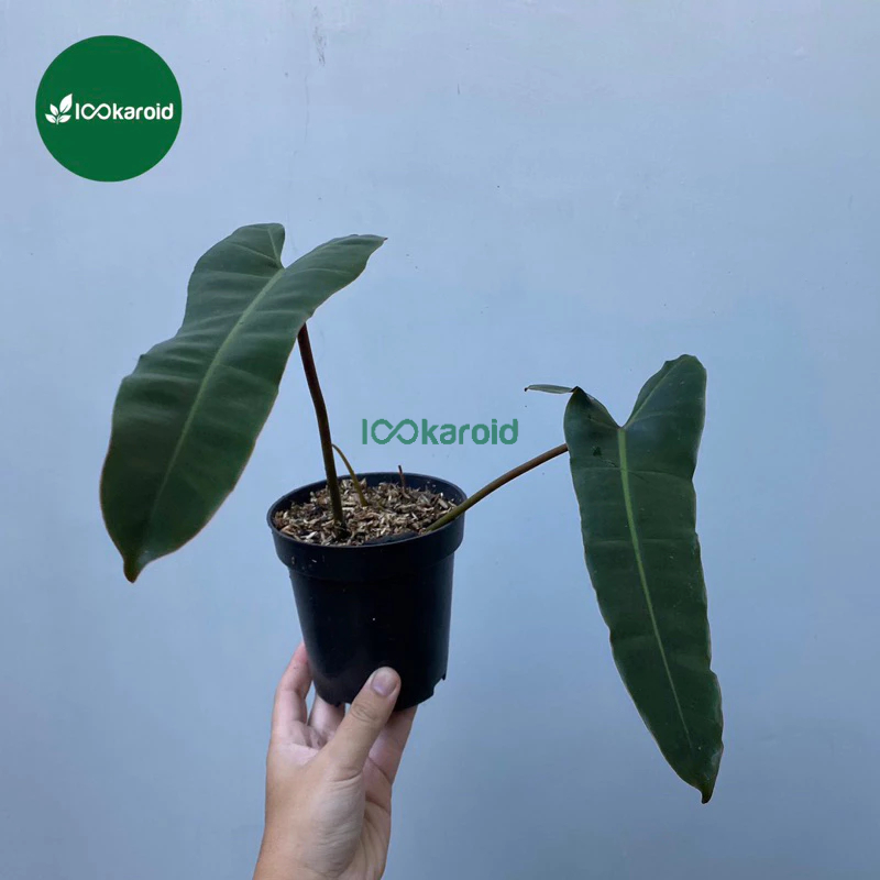 Tanaman Hias Philodendron Billitiae x Atabapoense