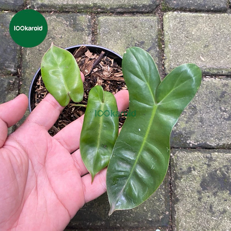 Tanaman Hias Philodendron Jennifer (Billitiae x Flobe) | Philodendron Hybrid Billitiae x Flobe