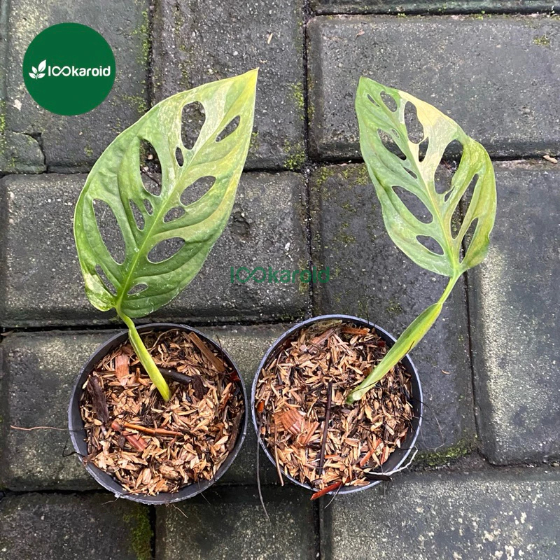 Monstera Adansonii Variegata Japan Tricolor | Janda Bolong Janbol Varigata Japan Yellow Tricolor