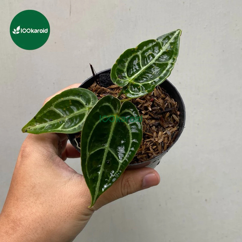 Tanaman Hias Anthurium Silver Blush x Forgetii / Kuping Gajah Hybrid Silver Blush x Forgetii