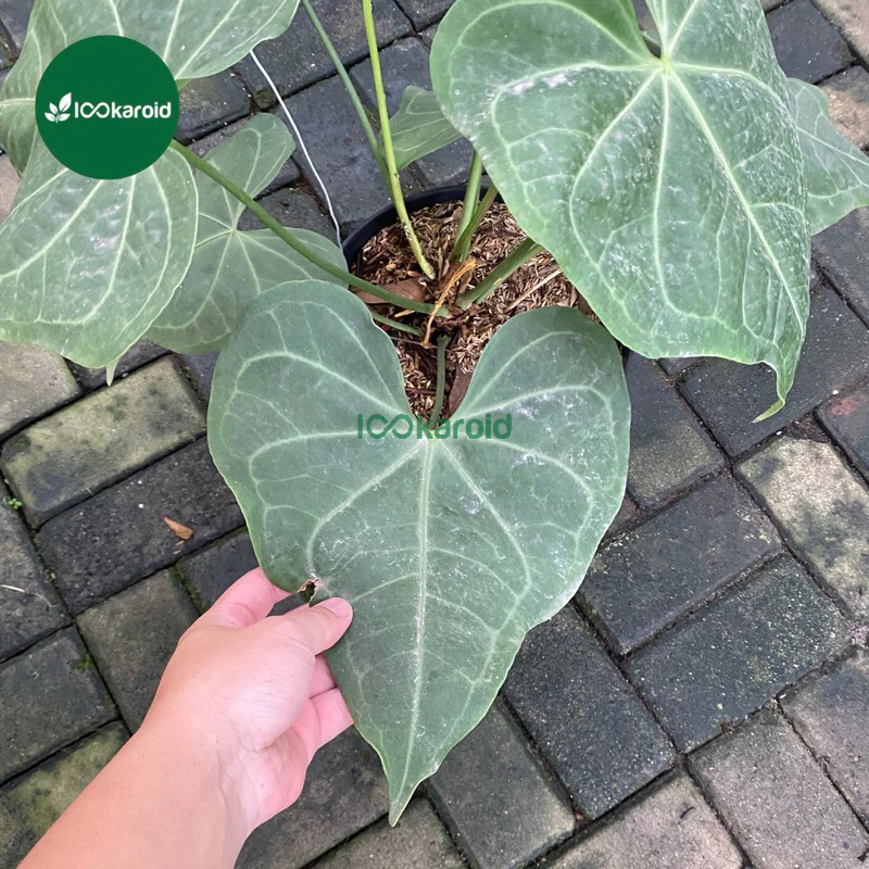 Tanaman Hias Anthurium Kuping Gajah Clarinervium Hybrid / Kuping Gajah Tarantula Hybrid