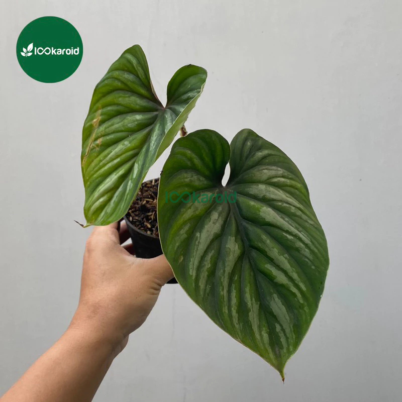 Tanaman Hias Philodendron Plowmanii Round Form