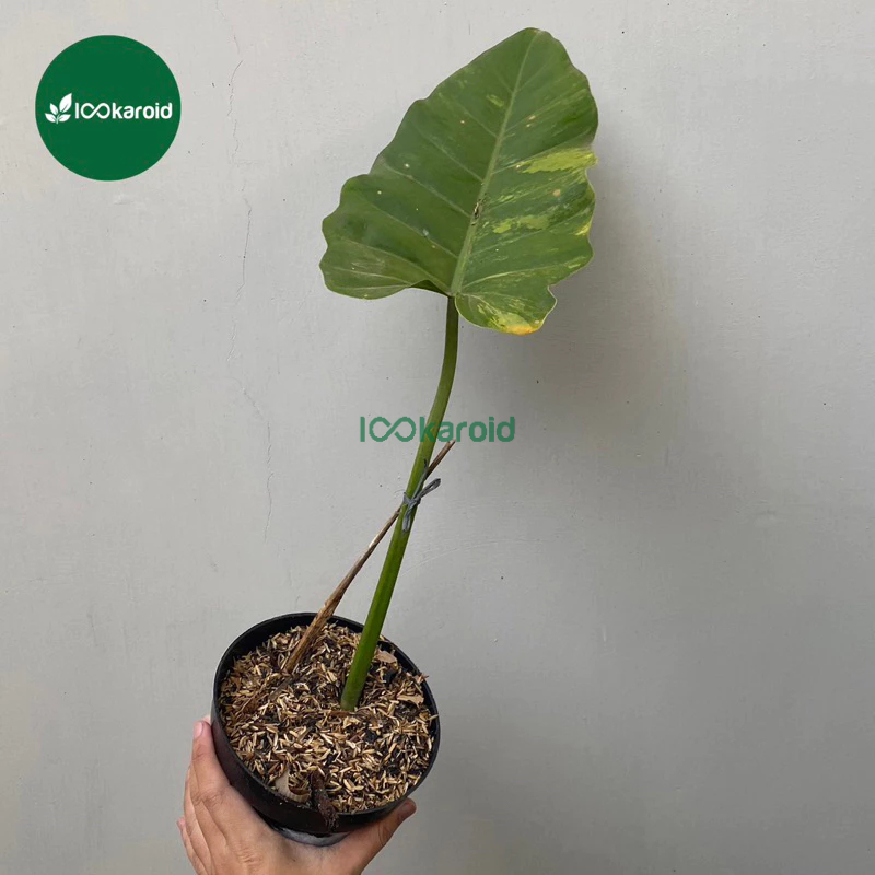 Tanaman Hias Philodendron Jungle Fever