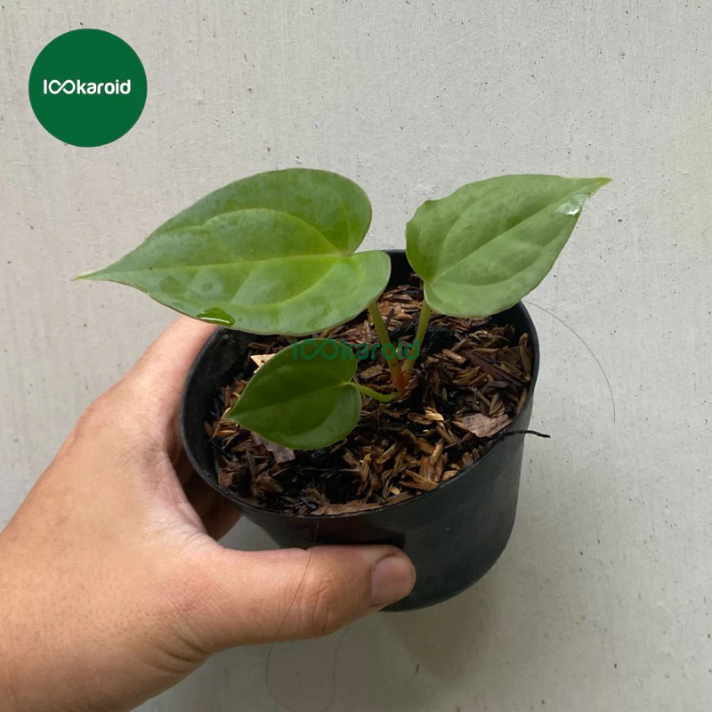 Tanaman Hias Anthurium Dorayaki Silver x Luxurians Ecuador / Anthurium Luxurians Ecuador Hybrid