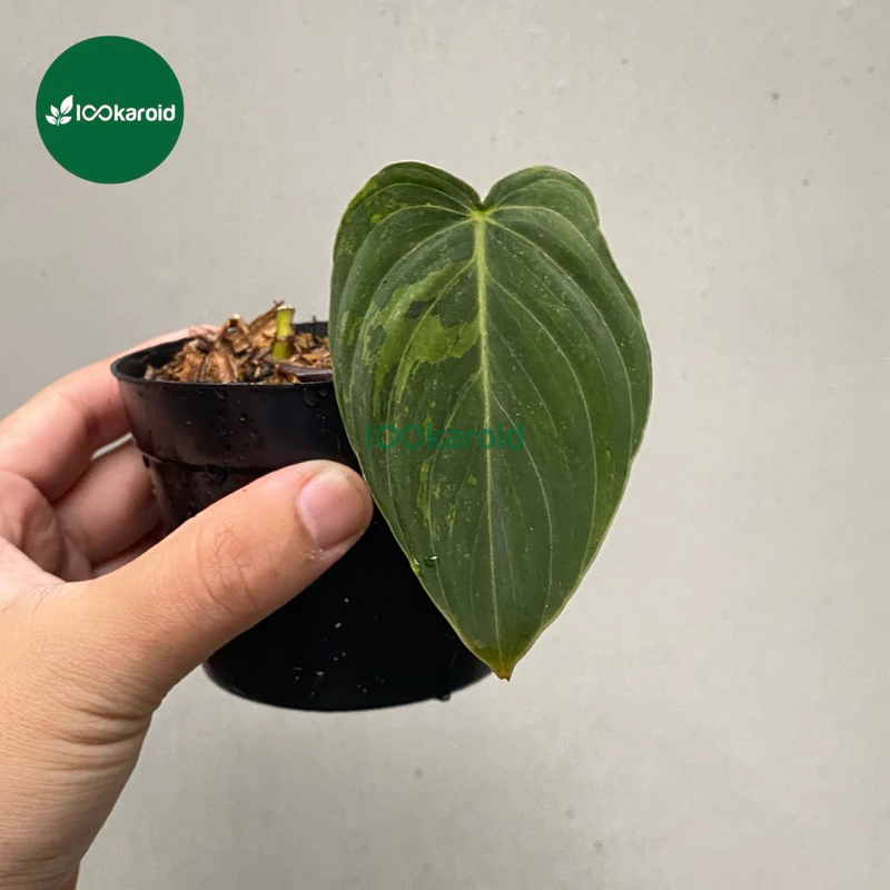 Tanaman Hias Philodendron Melanochrysum Variegata / Philodendron Melano Varigata