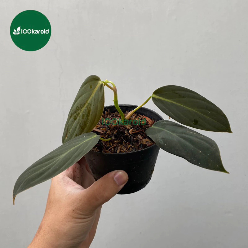 Tanaman Hias Philodendron Gigas