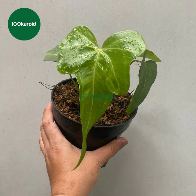 Tanaman Hias Anthurium Macrolobium  / Kuping Gajah Macrolobium