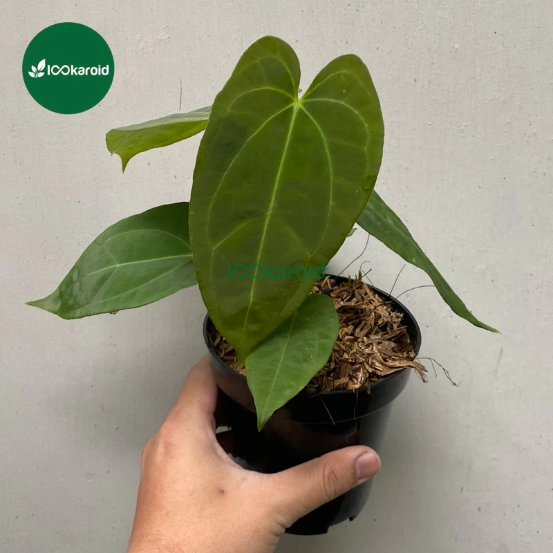 Tanaman Hias Anthurium Kuping Gajah Papillilaminum Hybrid / Kuping Gajah Papi Hybrid