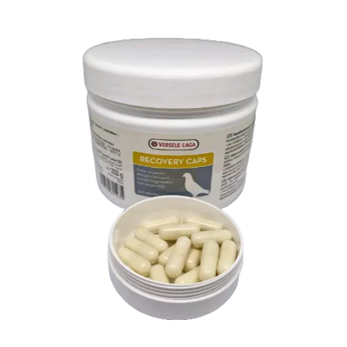 RECOVERY CAPS VERSELE LAGA IMPORT VITAMIN BURUNG MERPATI DARA KOLONG BALAP TINGGI