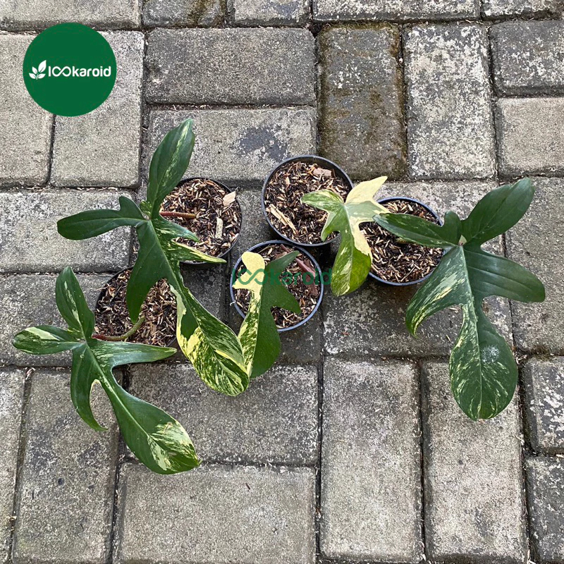 Tanaman Hias Philodendron Florida Beauty Varigata| Philo Flobe Variegata