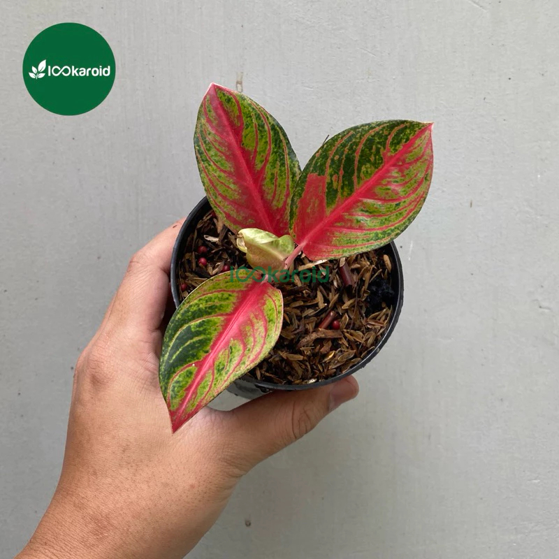 Tanaman Hias Aglonema Red Nancy / Aglaonema Aglo Red Nancy Tanian Lokal