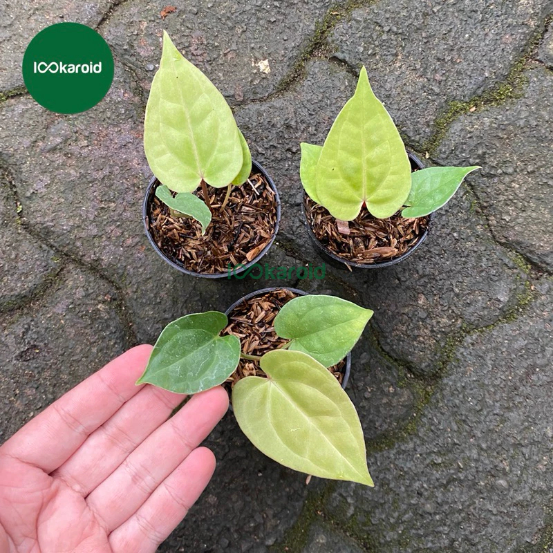 Tanaman Hias Anthurium Magnificum x Luxurians / Anthurium Kuping Gajah Hybrid Magnificum x Luxurians