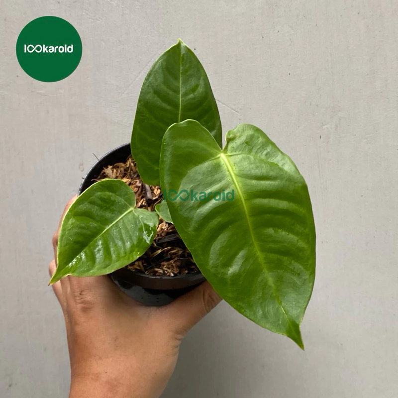 Tanaman Hias Anthurium Veitchii Original Murah / Anthurium Veitchii Narrow