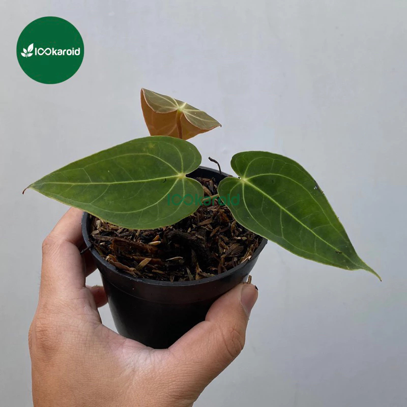 Tanaman Hias Anthurium Magnificum Verde / Kuping Gajah Magnificum Verde