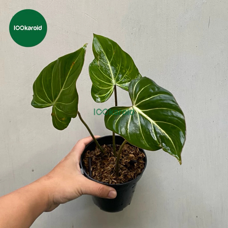Tanaman Hias Philodendron Gloriosum Dark Form