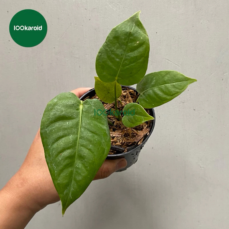 Tanaman Hias Anthurium Veitchii Original / Anthurium Veitchii Narrow