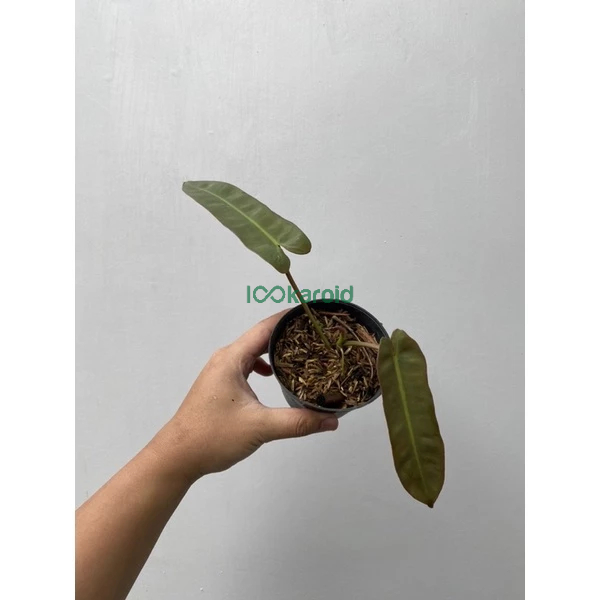Tanaman hias Philodendron Atabapoense / Philo Atabapoense Murah