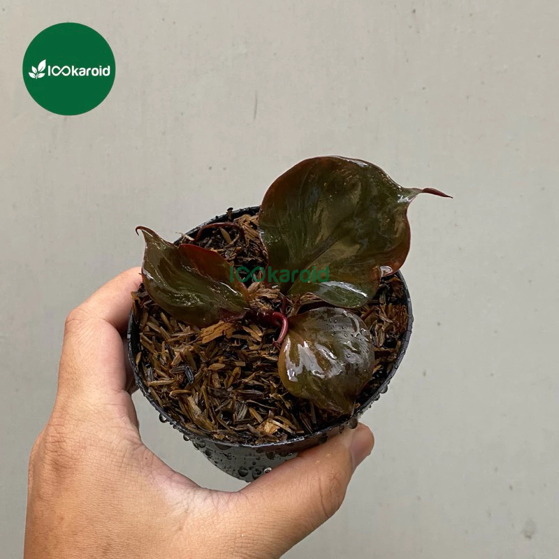 Tanaman Hias Philodendron Red Heart / Philo Red Heart