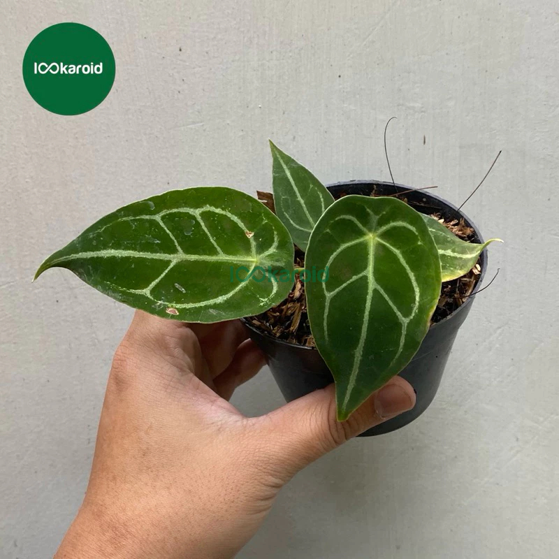 Tanaman Hias Anthurium Forgetii x Silverblush | Anthurium Kuping Gajah Hybrid