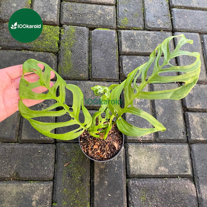 Tanaman Hias Monstera Esqueleto Epipremnoides / Janbol Monstera Janda Bolong Esqueleto