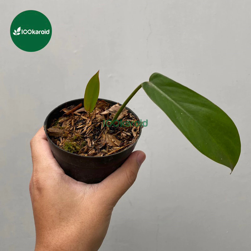 Tanaman Hias Philodendron Florida Bronze / Philodendron Florida x Black Cardinal